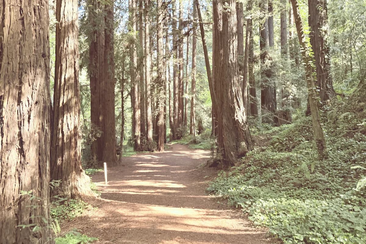 Nisene Marks State Park forest in Santa Cruz, representing sustainable business operations