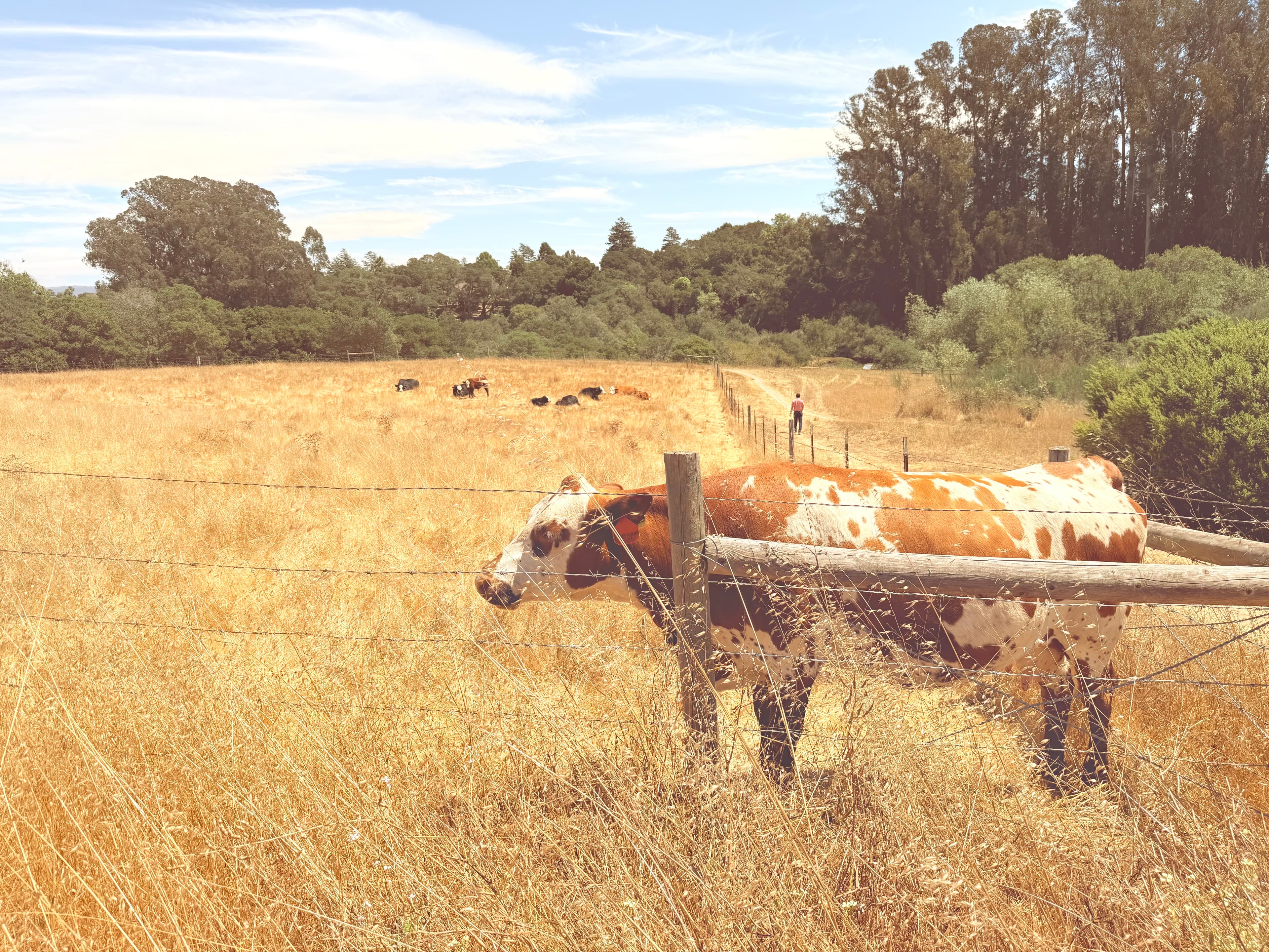 Team leadership and management for business owners