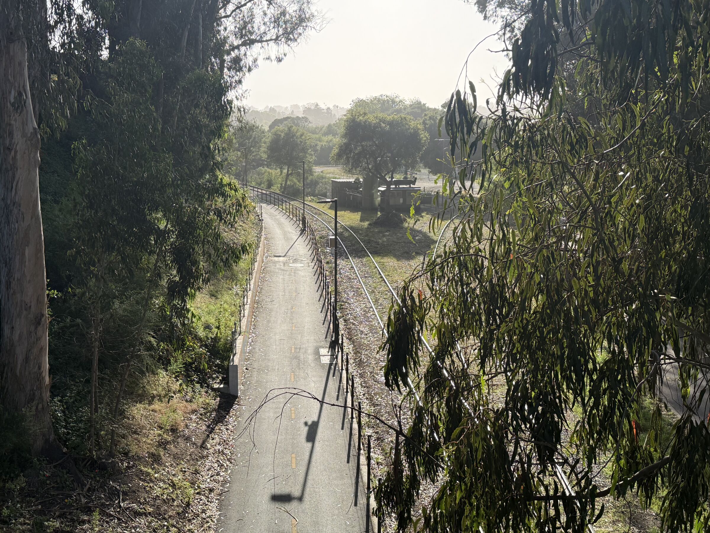 Santa Cruz rail trail path curving through eucalyptus trees